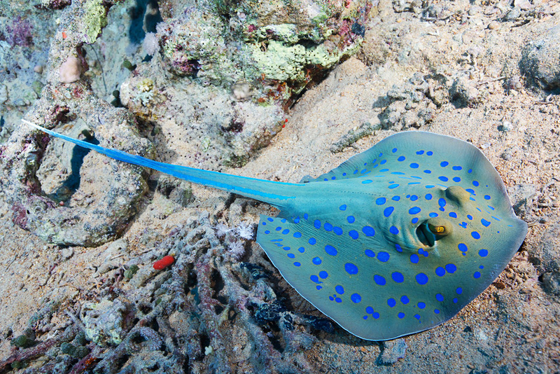 Illustration for article titled Perhaps the Most Beautiful Undersea Photography We've Ever Seen